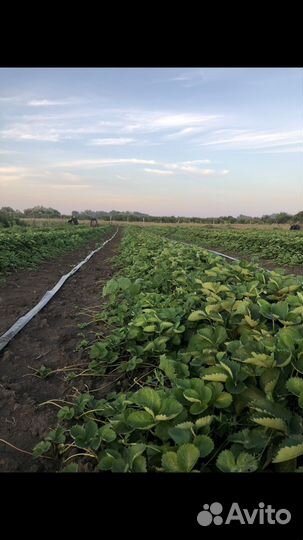 Рассада клубники