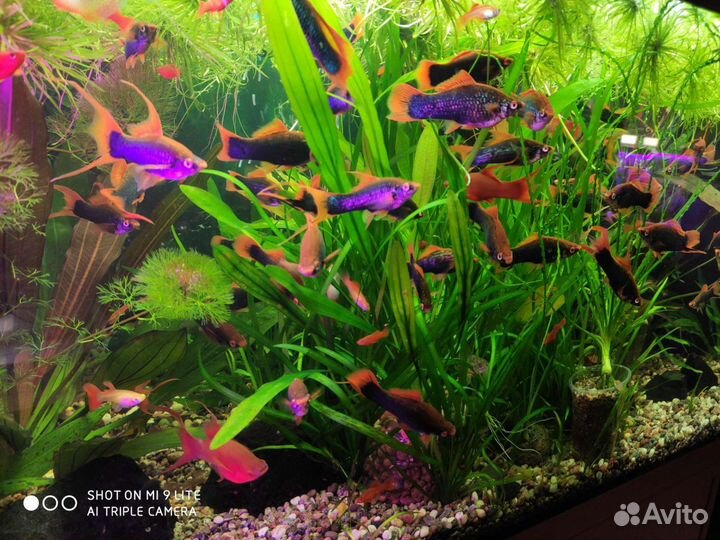 Корм,гурами,гуппи,меченосцы