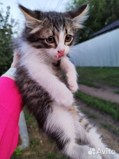 Котенок в добрые руки