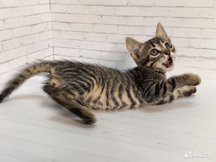 Тигровый котёнок в добрые руки