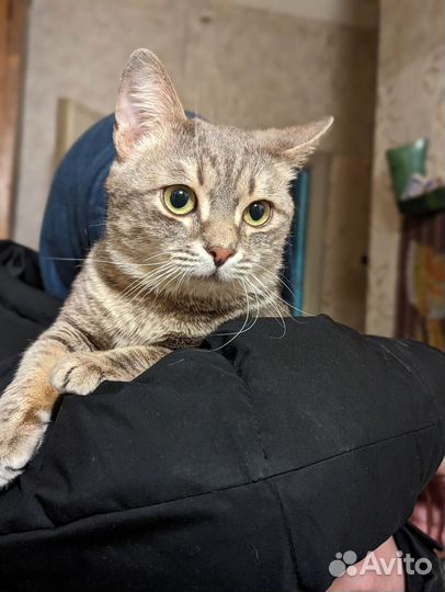 Котик Степан