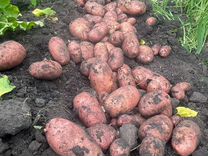 Картофель домашний семена 2 репродукции