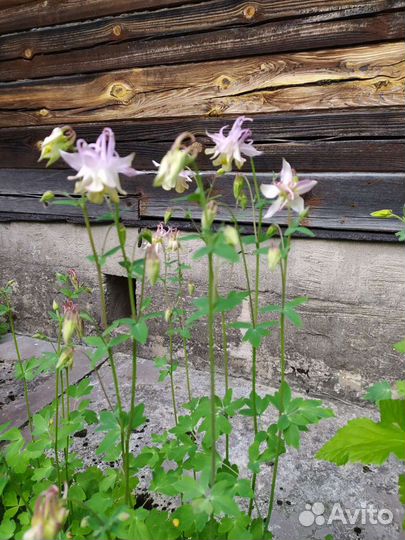 Многолетние цветы для сада