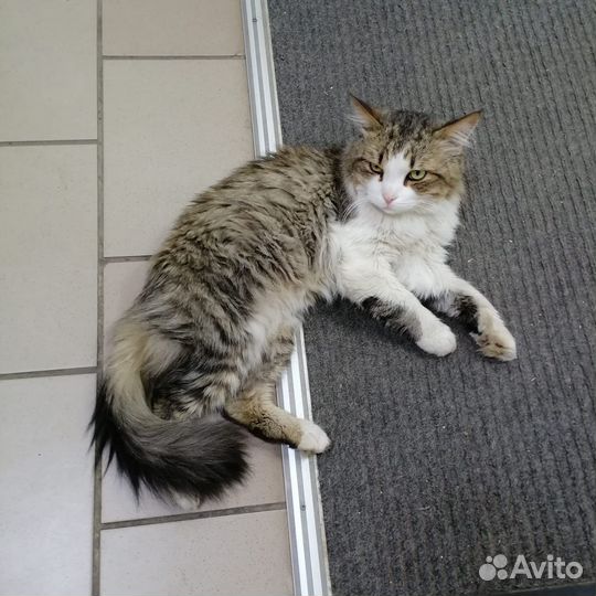 Отдам котика в добрые руки