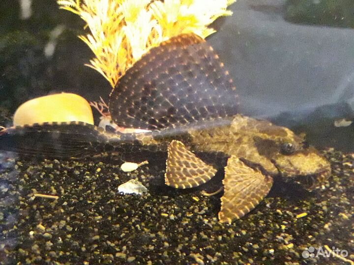 Аквариумная рыба