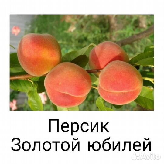 Плодовые деревья в ассортименте