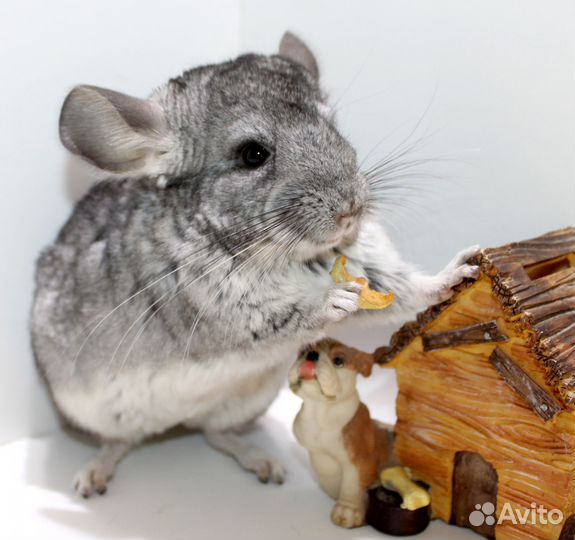 Стандарт бархатный девочка шиншилла