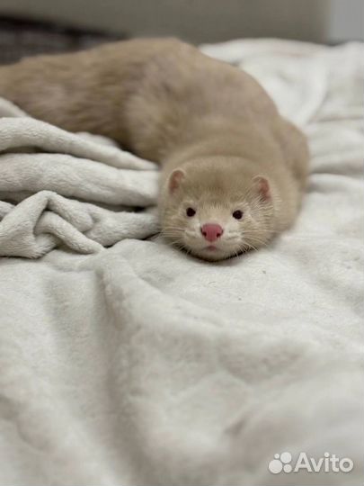 Щенки норки