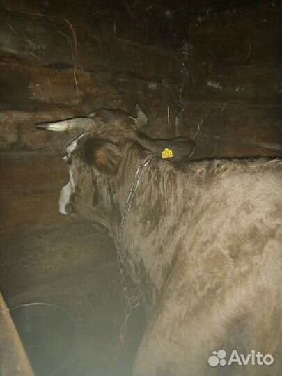 Продам корову дойную