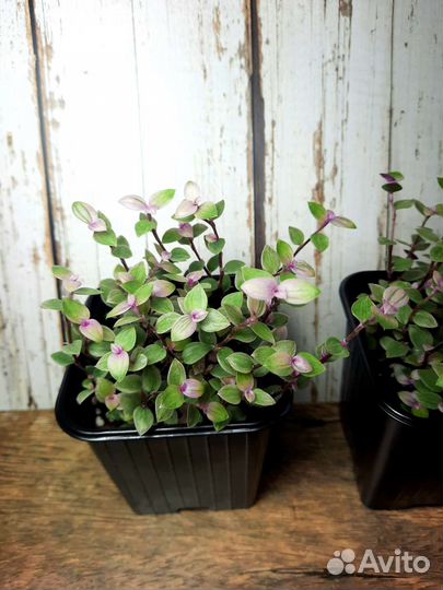 Каллизия Пинк Пантера (Розовая Пантера)