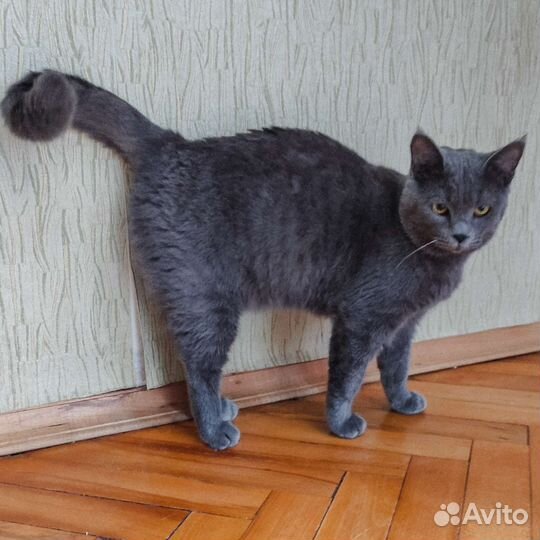 В добрые руки