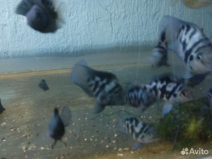 Аквариумные рыбки и растения в москве