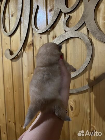 Щенки шпица