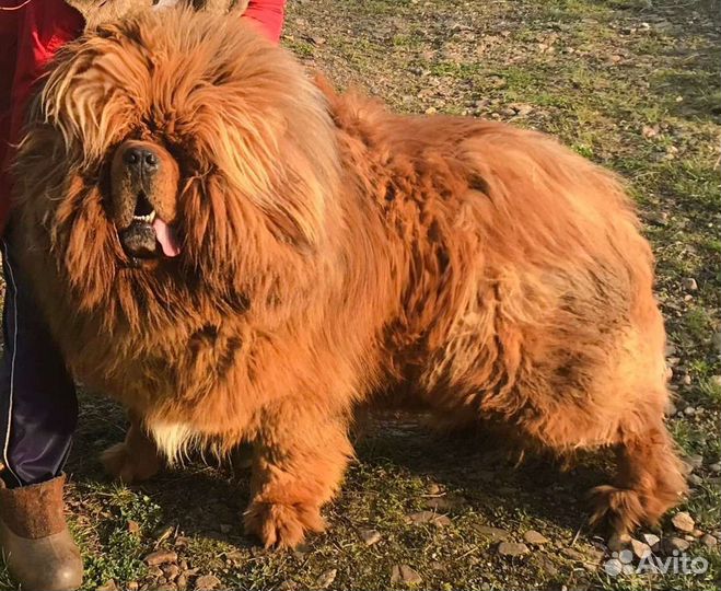 Собака тибетский мастиф пара