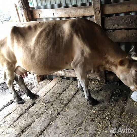 Корова дойная