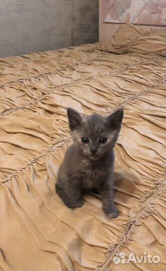 Донской сфинкс котята