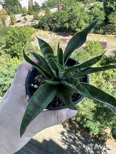 Сансевиерии разные