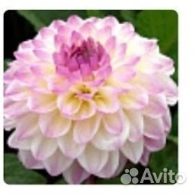 Корни георгин