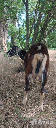 Продается козочка Ламанча