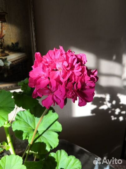 Комнатные цветы