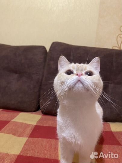 Шотланские котята