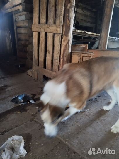 Карело финская лайка