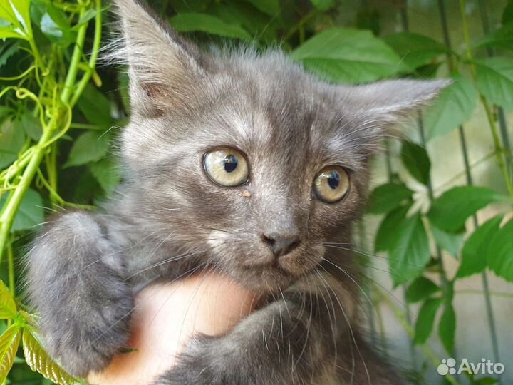Котята ищут дом