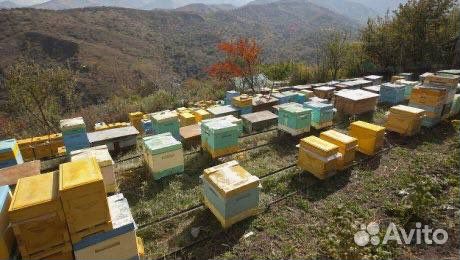 Мёд аккураевый,2023г. Подарок 1кг меда