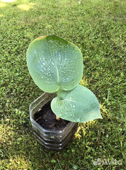 Хоста Блу Ангел Blue Angel