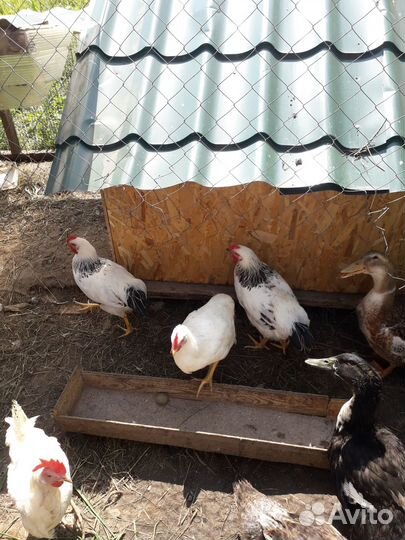 Продам молодых петухов адлерских и микс