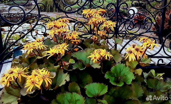 Бузульник Отелло