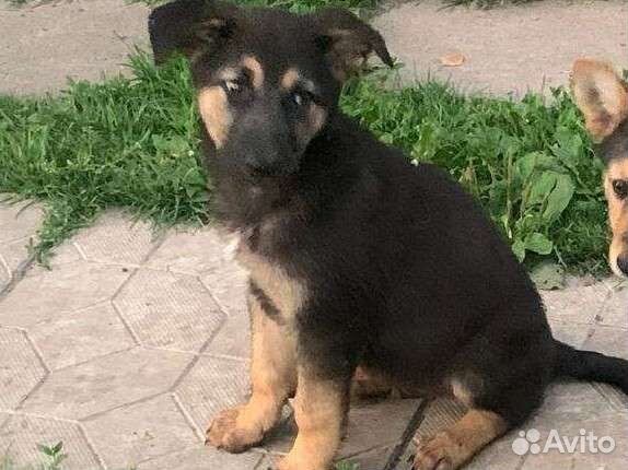 Щенки в добрые руки