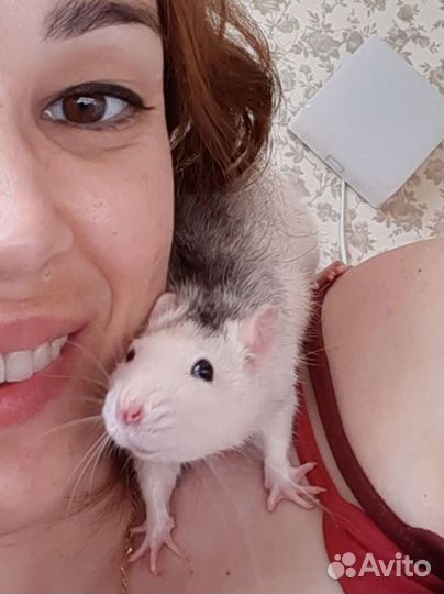 Передержка, зооняня или присмотр мелкие животные