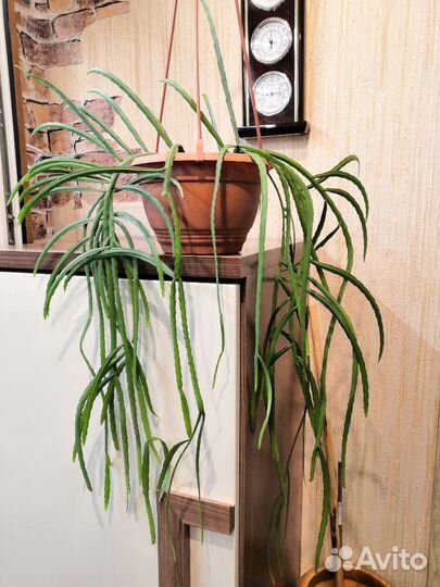 Комнатные растения цветы большие