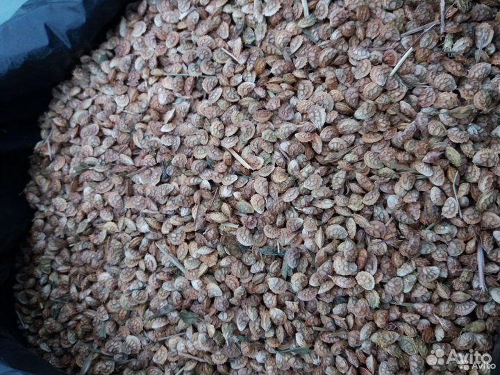 Эспарцет семена