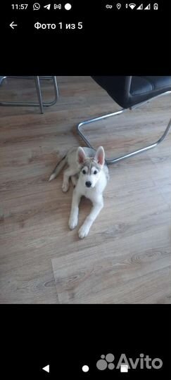 Собака в добрые руки