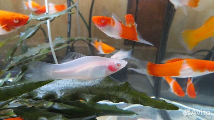 Меченосцы Кои, Тукседо, анциструсы L144