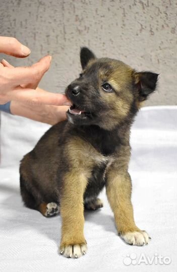 Щенок в добрые руки