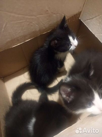 Кошка в дар бесплатно
