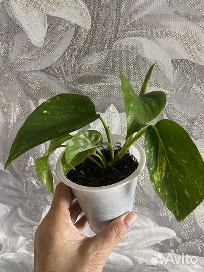 Комнатные растение