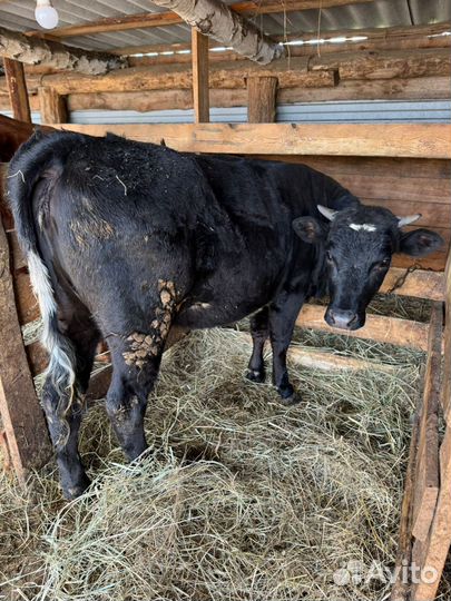 Телка 1,4 года