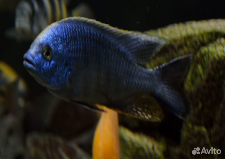 Аквариумные рыбки