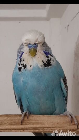 Выставочный волнистый попугай,ввп,чех