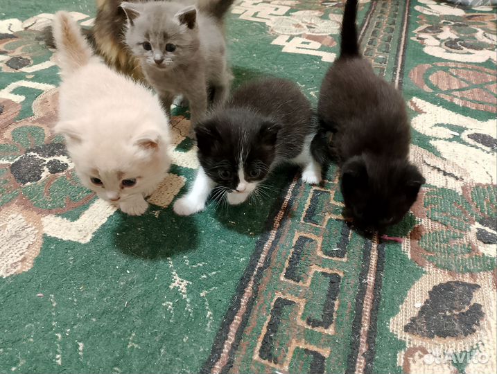 Котята в добрые руки