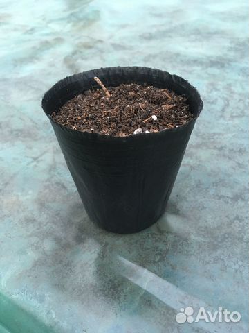 Стаканчики для рассады. Полиэтилен