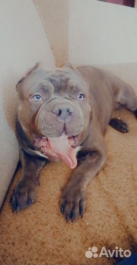 Американский булли покет