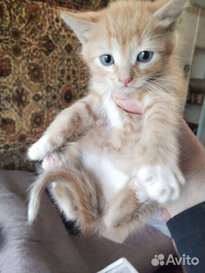 Рыжий котёнок в поиске дома