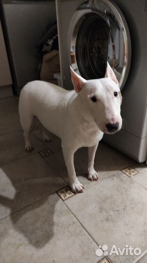 Карликовый бультерьер