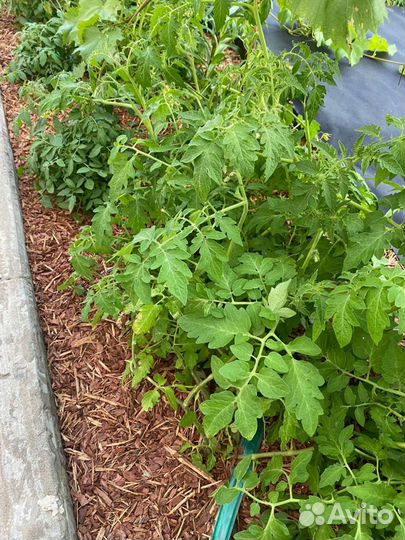 Кора мульча лиственницы