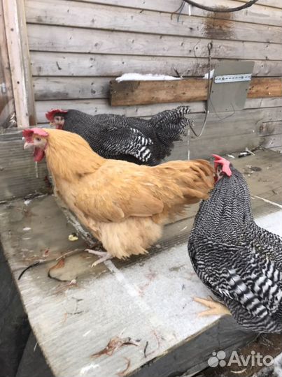 Петухи Домашние Цветные